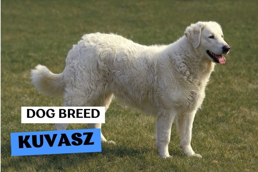 Dog Kuvasz