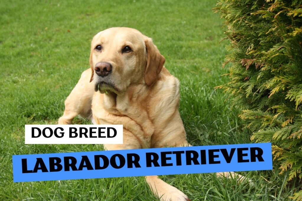 Dog Labrador Retriever