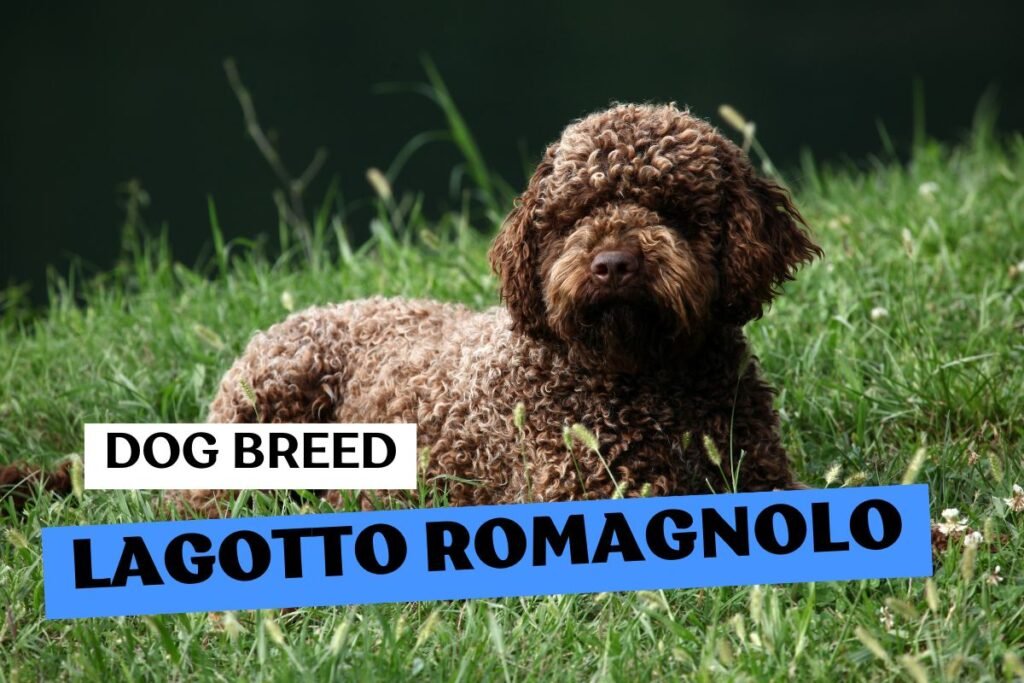 Dog Lagotto Romagnolo