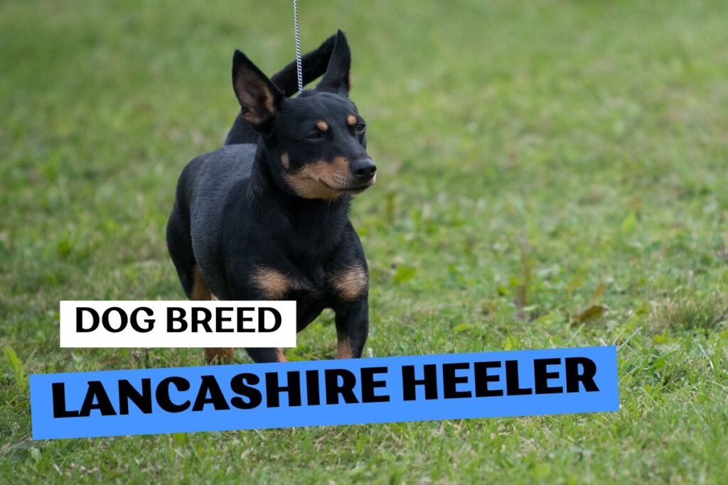 Dog Lancashire Heeler