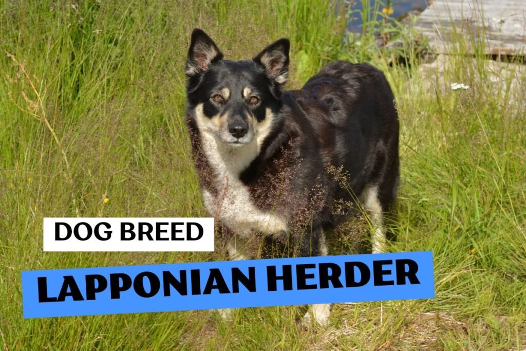Dog Lapponian Herder