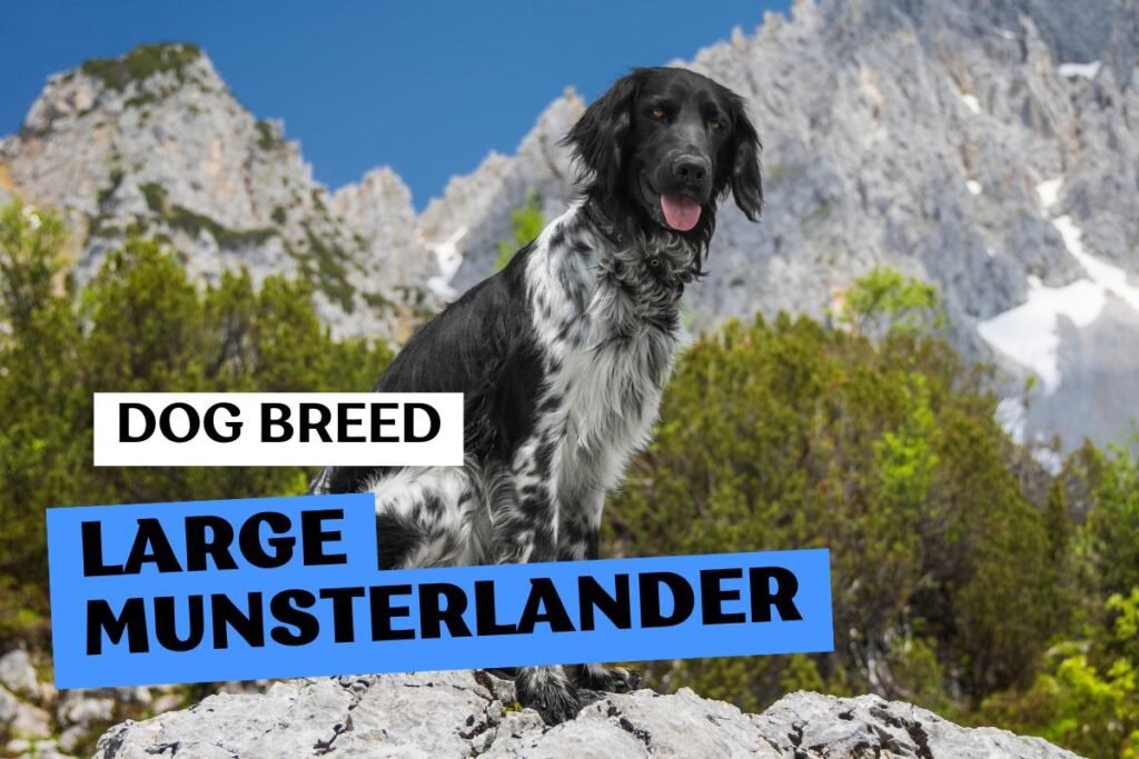 Dog Large Munsterlander