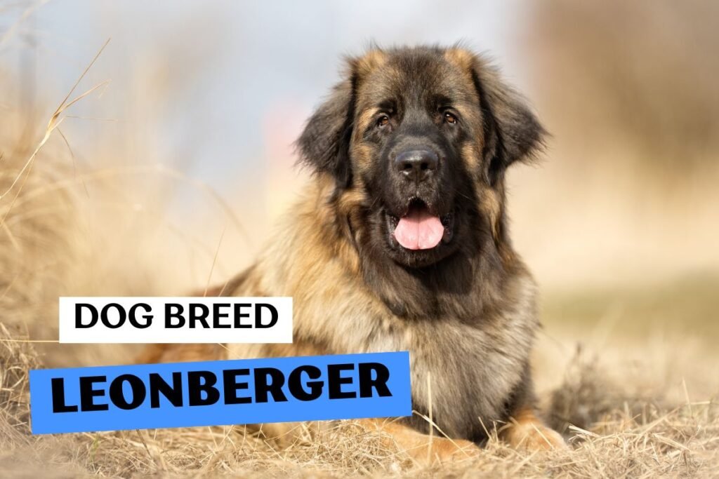 Dog Leonberger