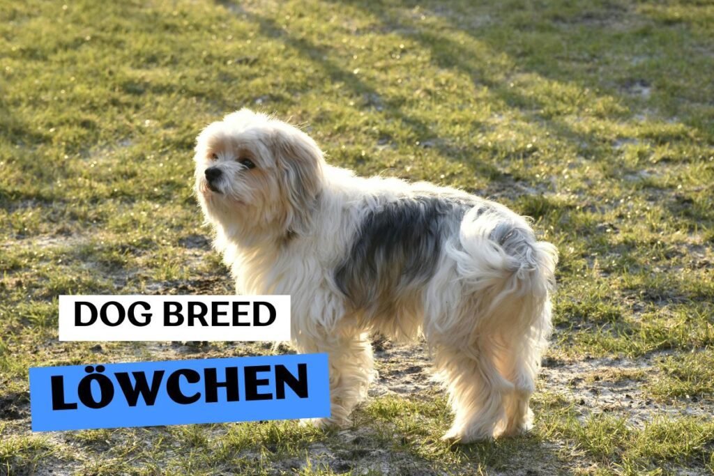 Dog Löwchen