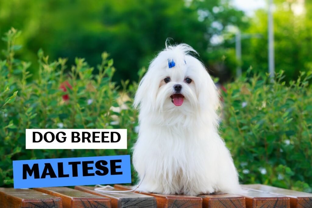 Dog Maltese