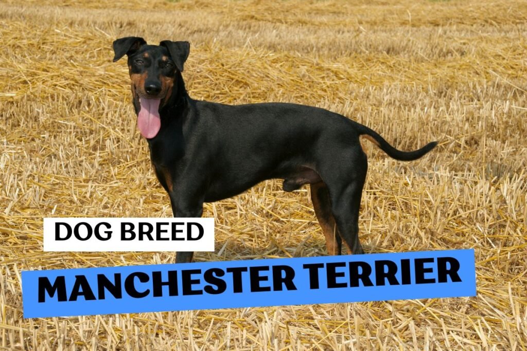 Dog Dog Manchester Terrier