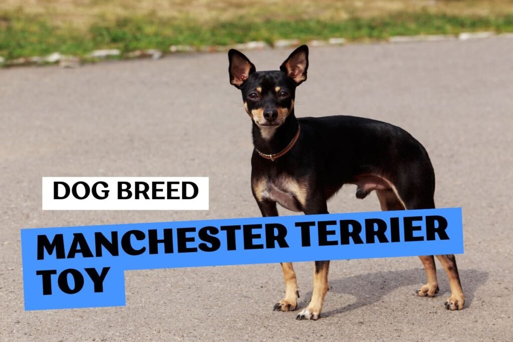 Dog Manchester Terrier Toy