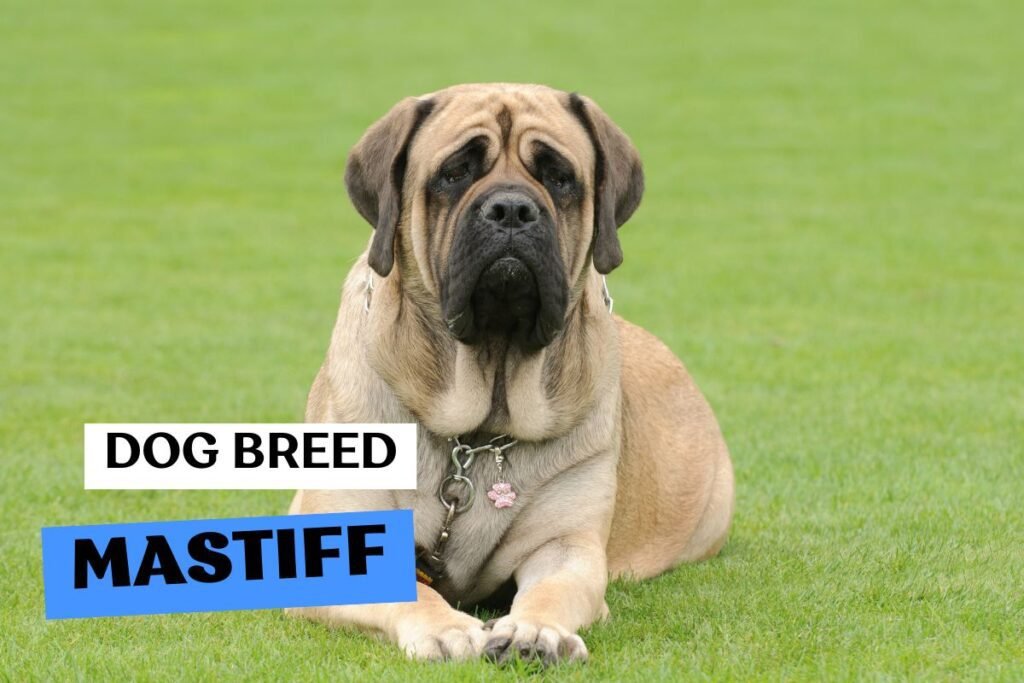 Dog Mastiff
