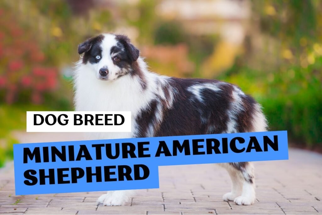 Dog Miniature American Shepherd