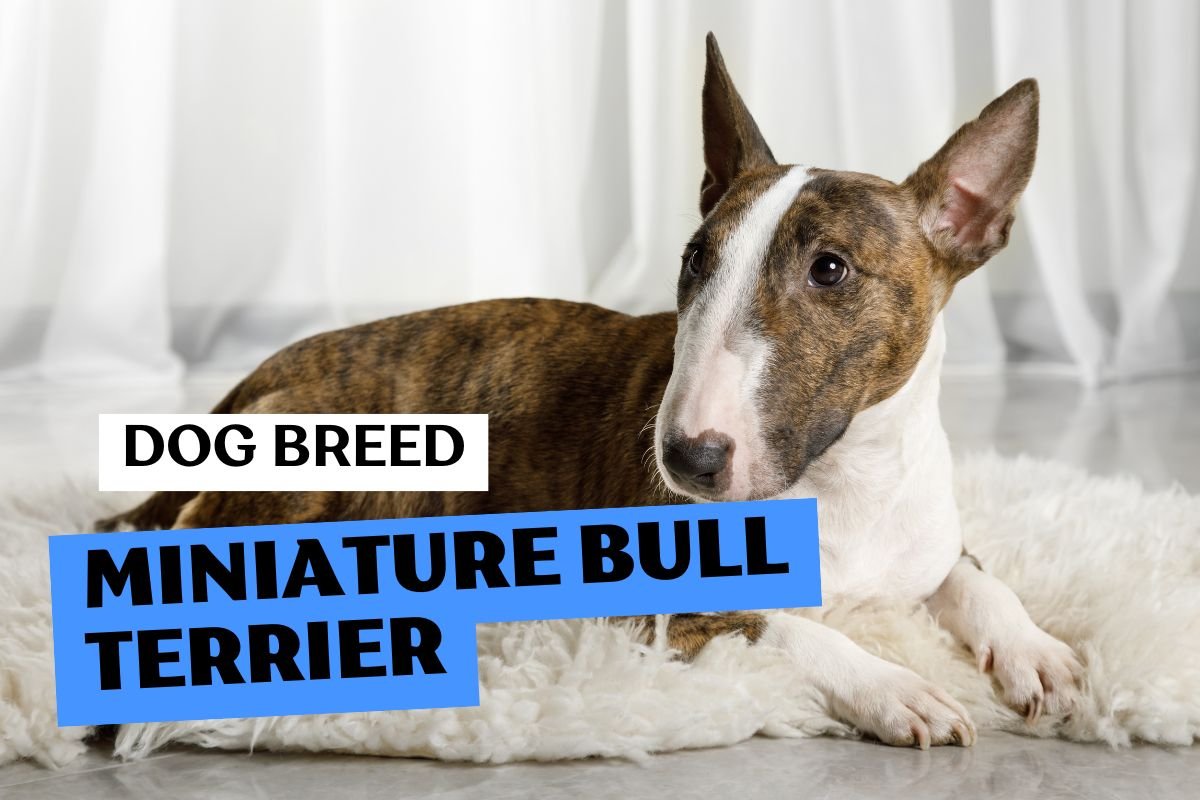 miniature bull terrier dog breed