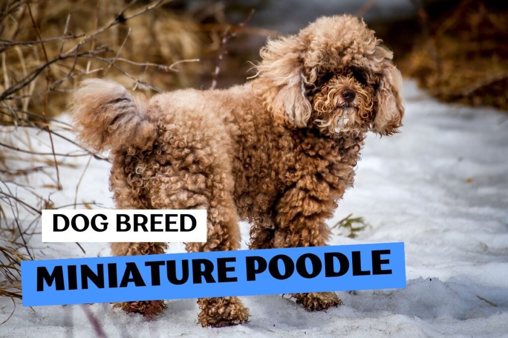 Dog Miniature Poodle