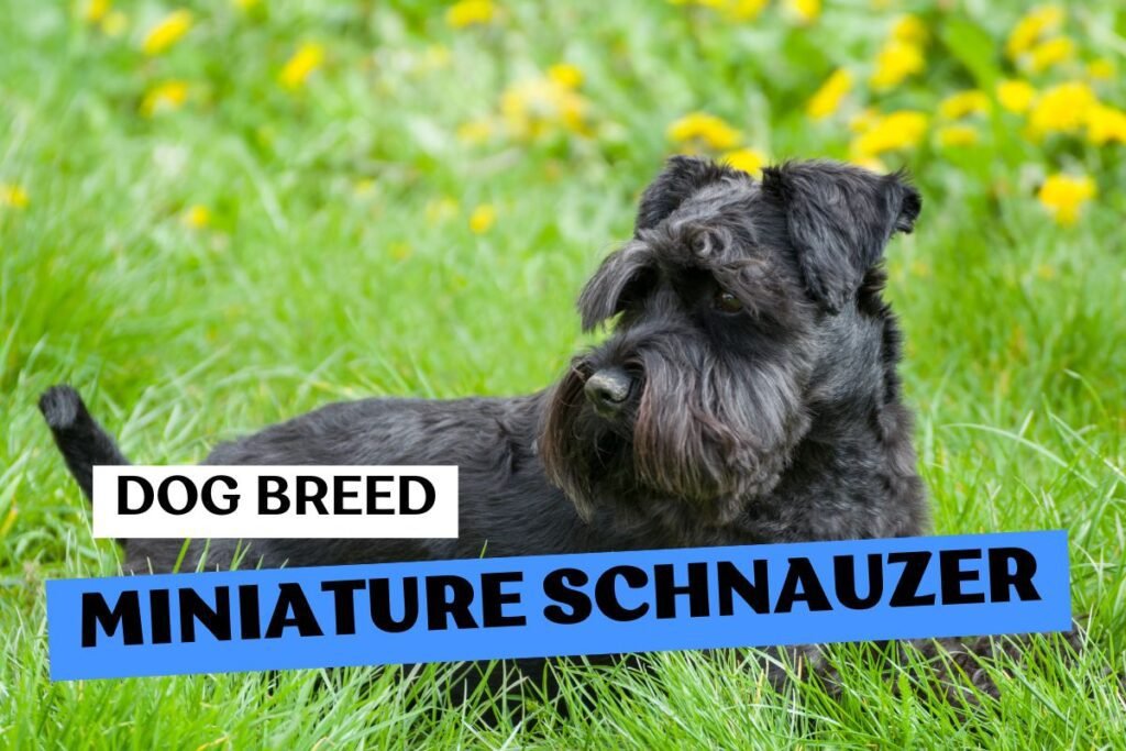 Dog Miniature Schnauzer