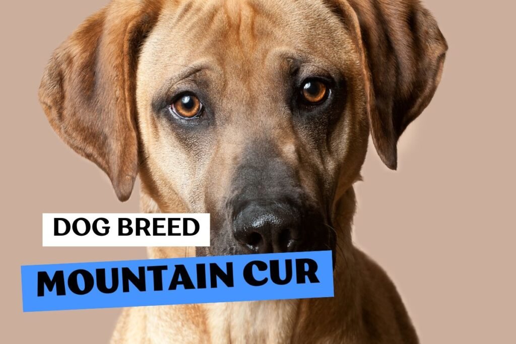 Dog Mountain Cur