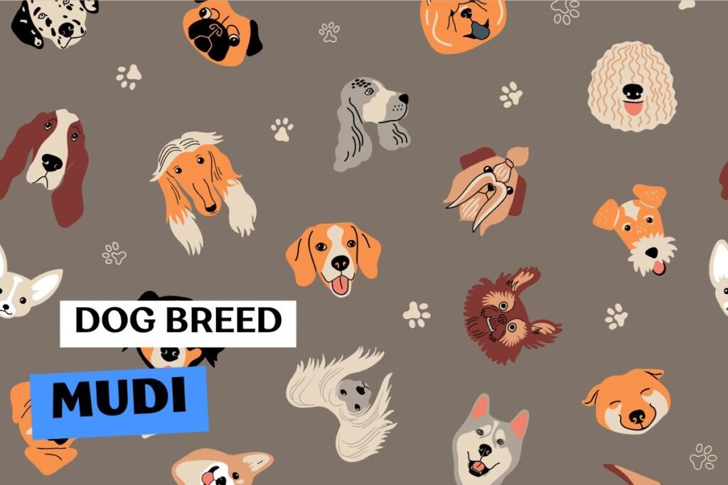 Fluffito_Dog_Breed_Mudi_Info