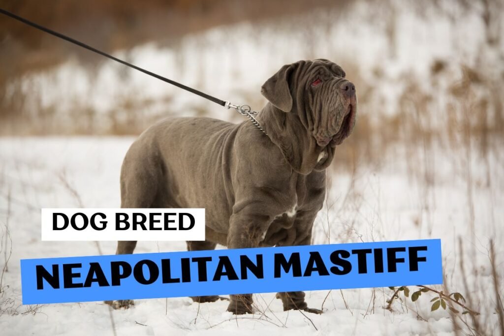Dog Neapolitan Mastiff