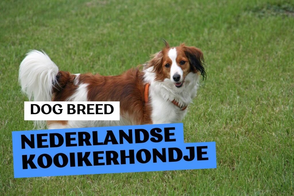 Dog Nederlandse Kooikerhondje