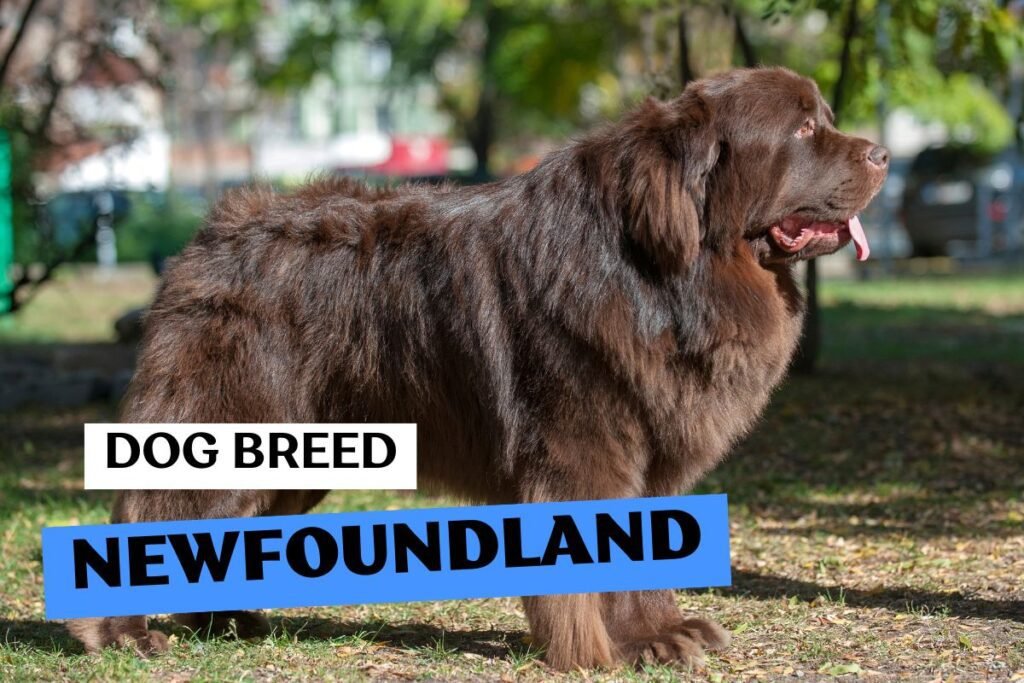 Dog Newfoundland