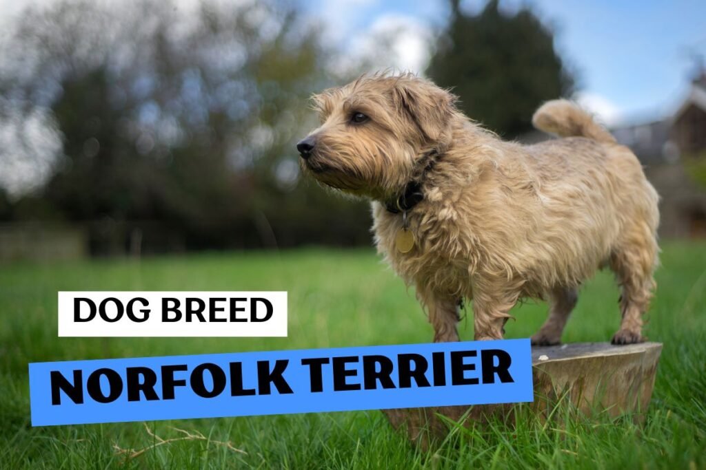 Dog Norfolk Terrier