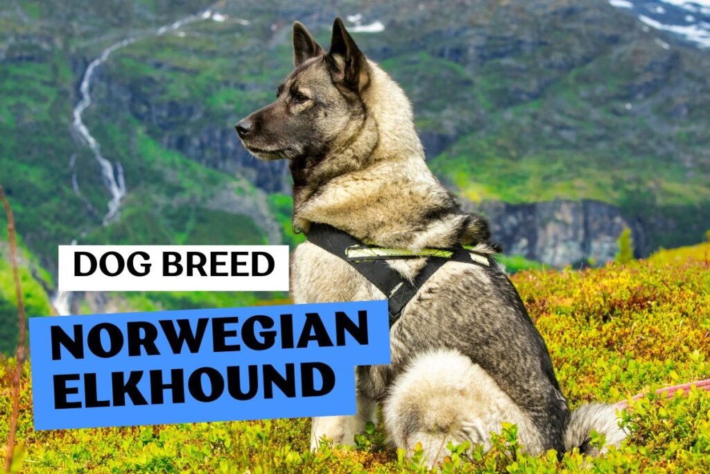 Dog Norwegian Elkhound