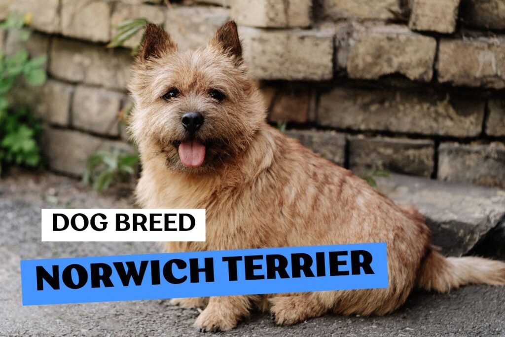 Dog Norwich Terrier