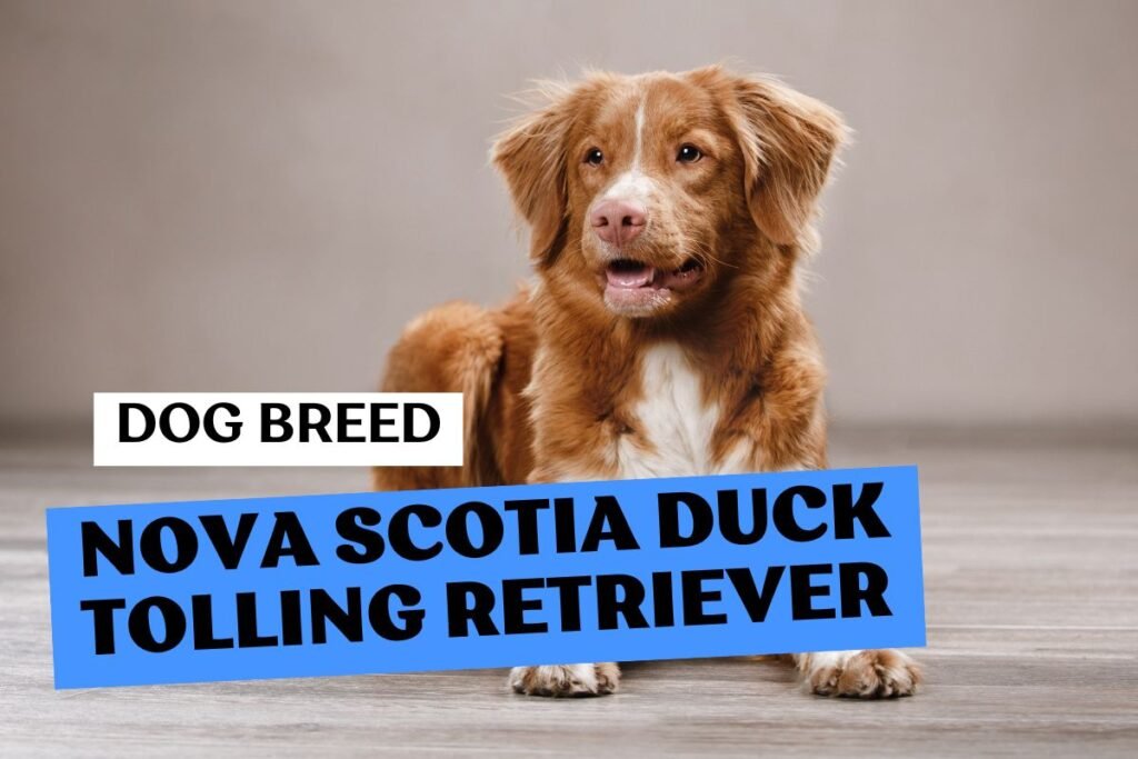 Dog Nova Scotia Duck Tolling Retriever