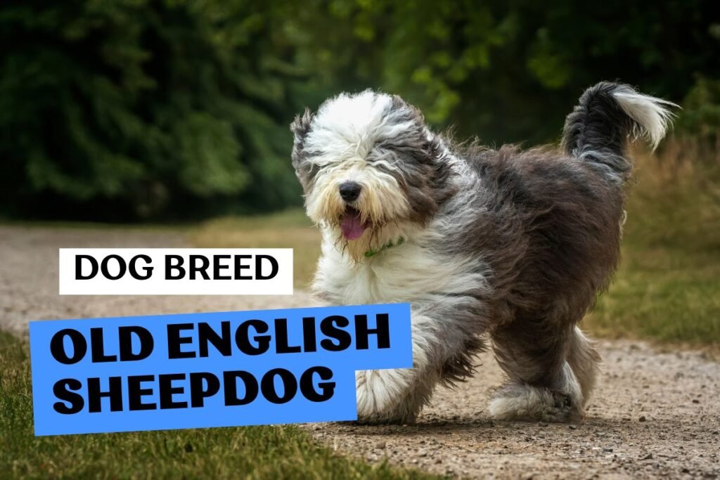 Dog Old English Sheepdog