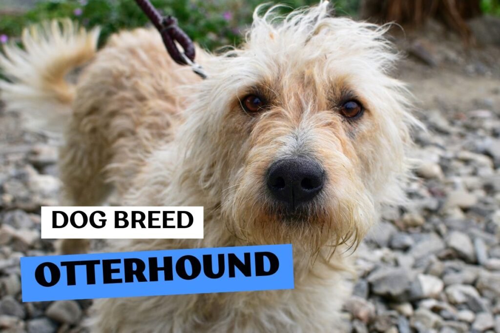 Dog Otterhound
