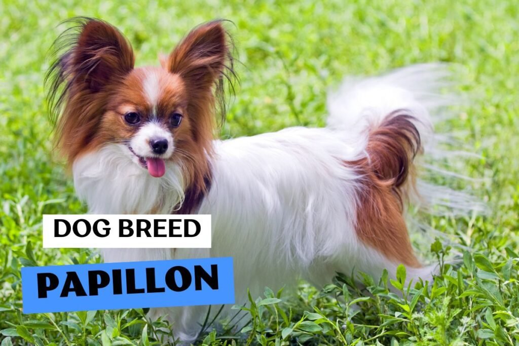 Dog Papillon