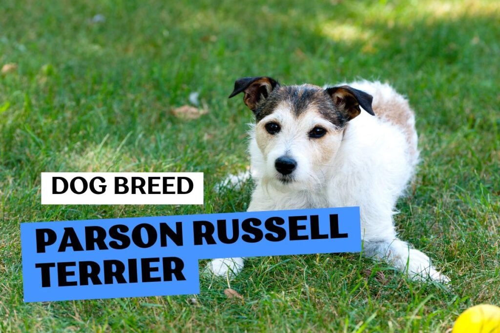 Dog Dog Parson Russell Terrier