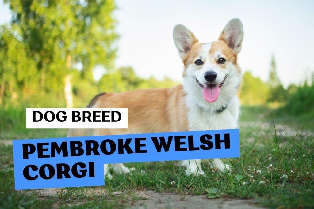 Dog Pembroke Welsh Corgi