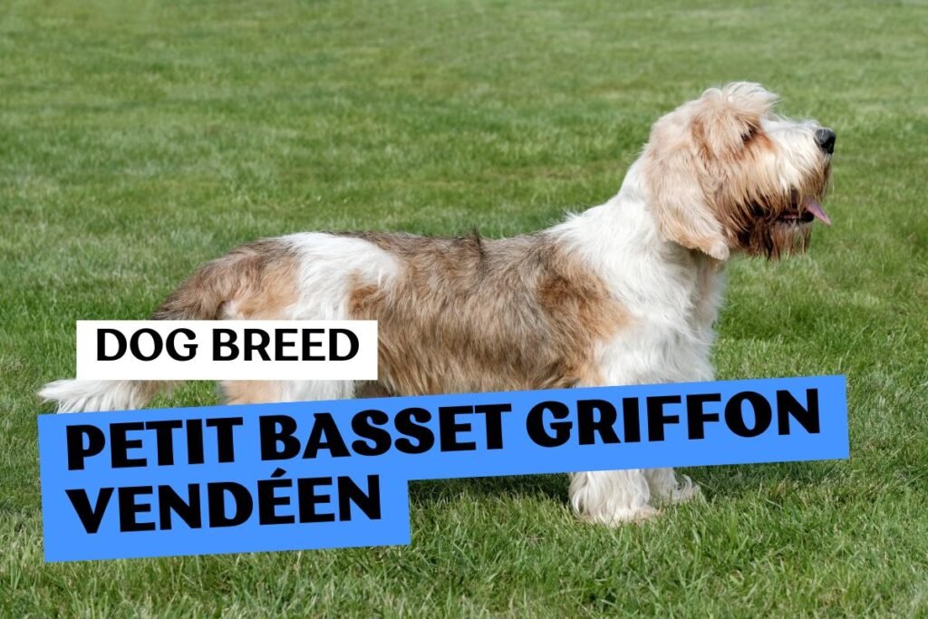 Dog Petit Basset Griffon Vendéen