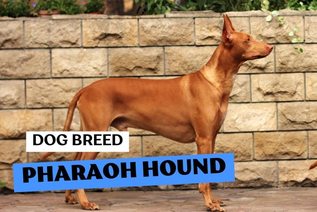 Dog Pharaoh Hound