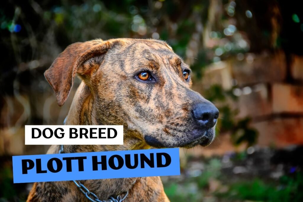Dog Plott Hound