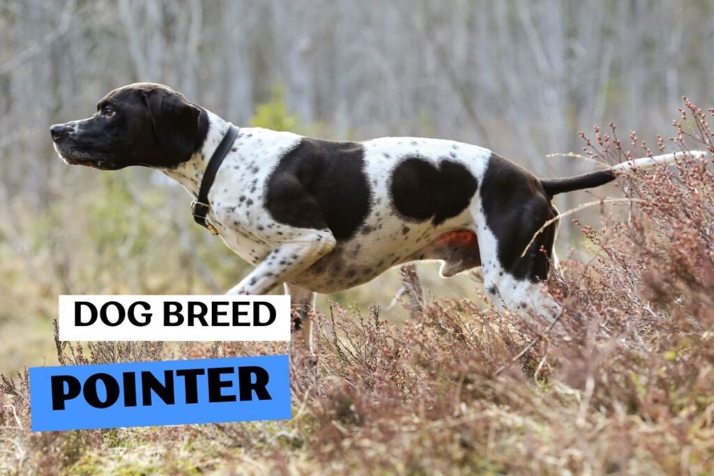 Dog Pointer