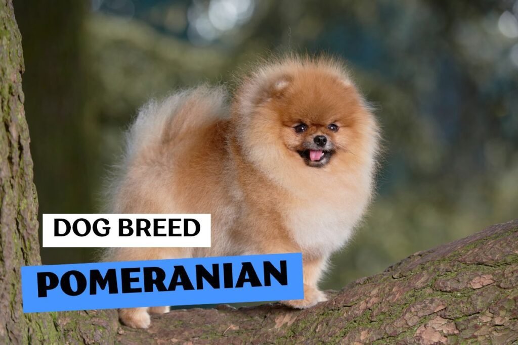 Dog Pomeranian