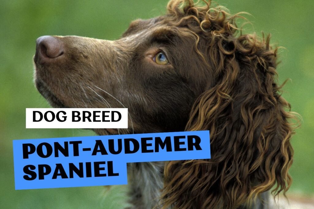 Dog Pont-Audemer Spaniel