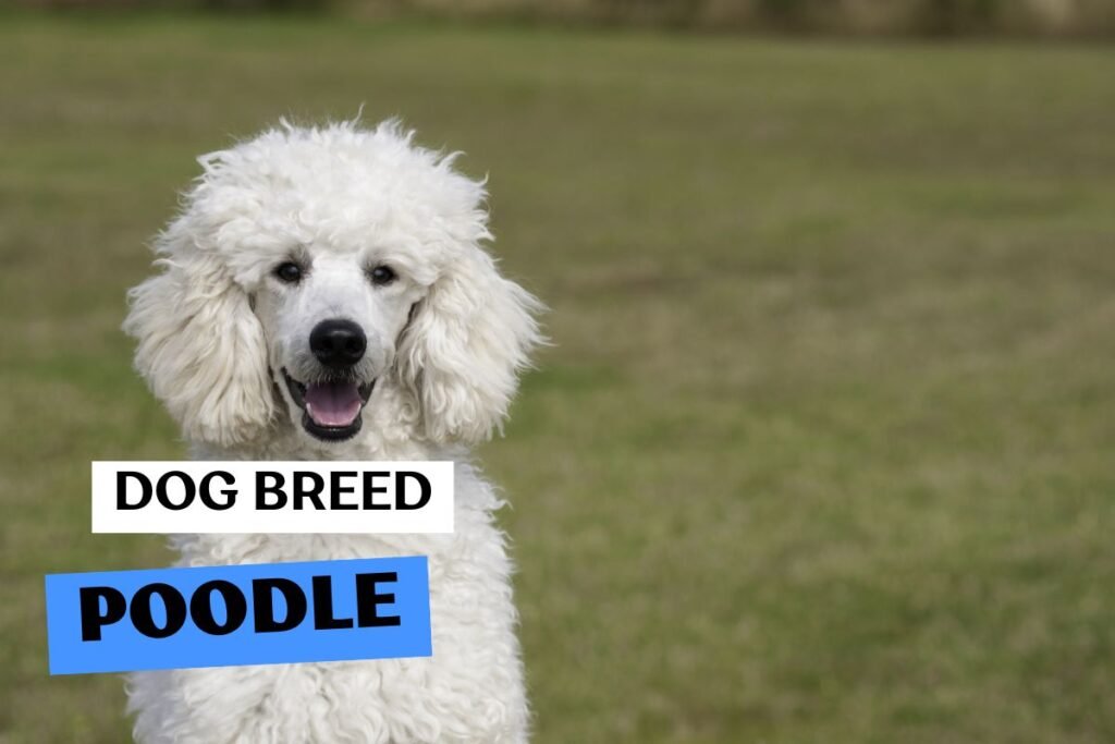 Dog Poodle