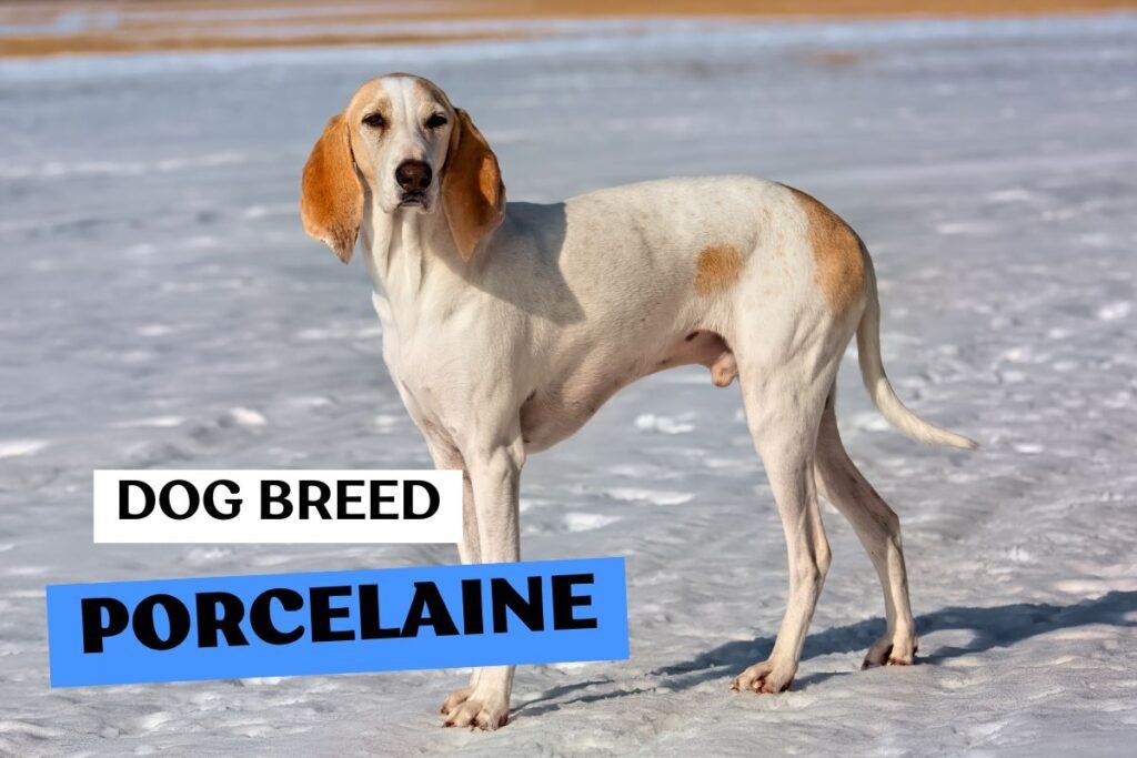 Dog Porcelaine