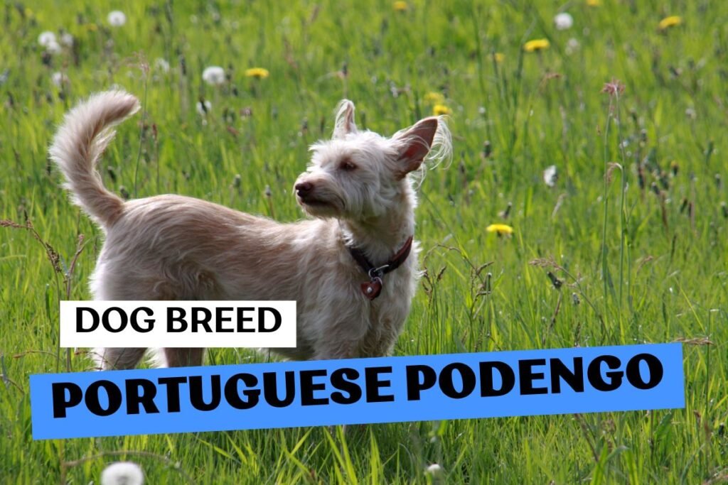 Dog Portuguese Podengo