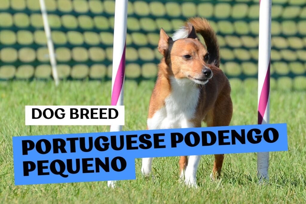 Dog Portuguese Podengo Pequeno