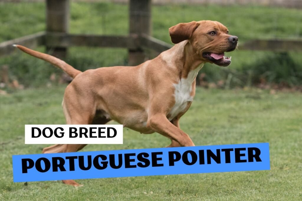 Dog Portuguese Pointer