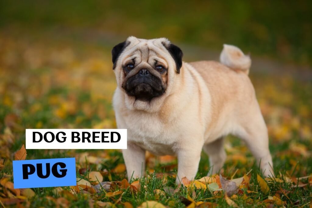 Dog Pug