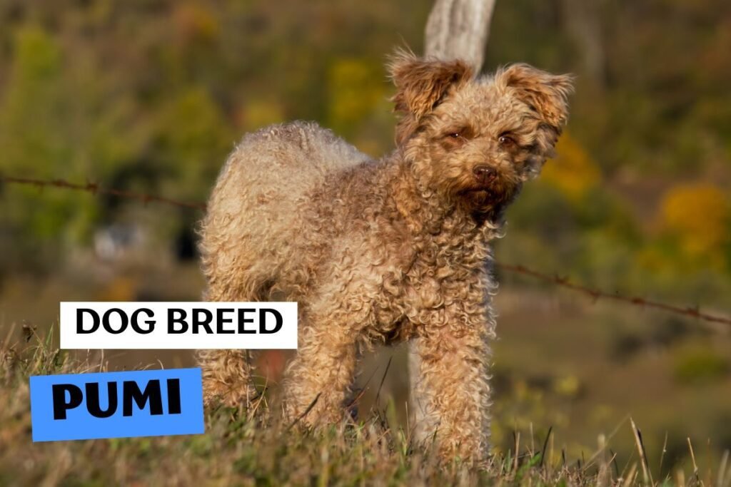 Dog Pumi