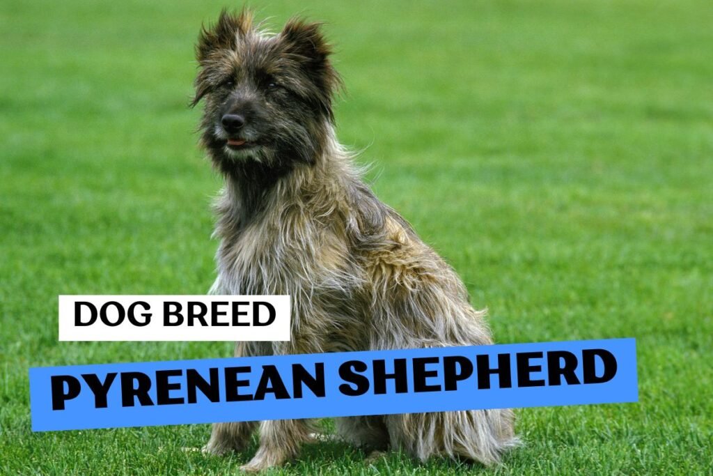 Dog Pyrenean Shepherd