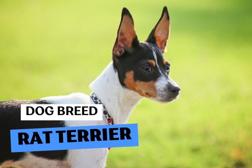 Dog Rat Terrier
