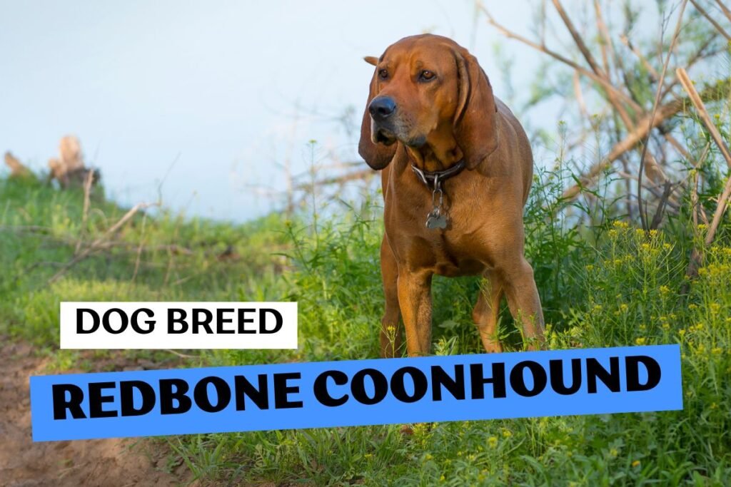 Dog Redbone Coonhound