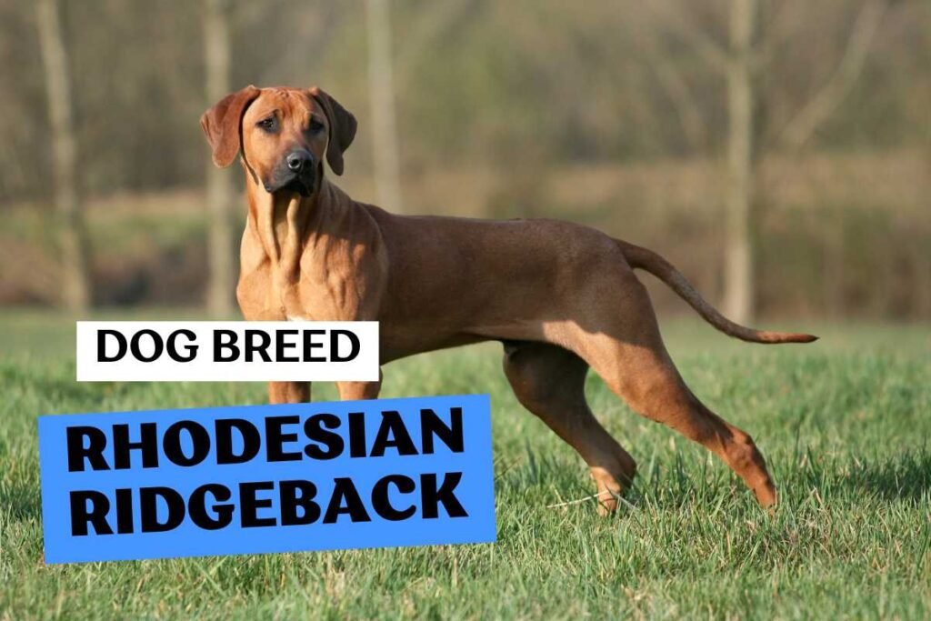 Dog Rhodesian Ridgeback