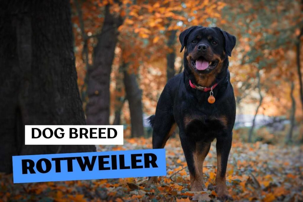 Dog Rottweiler