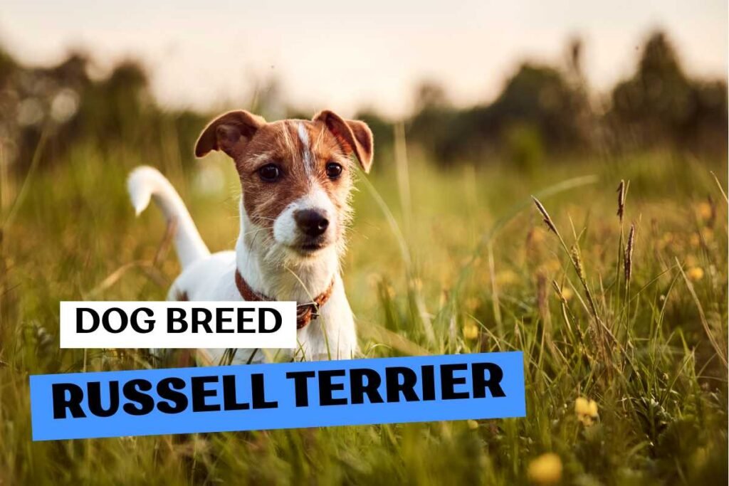 Dog Russell Terrier