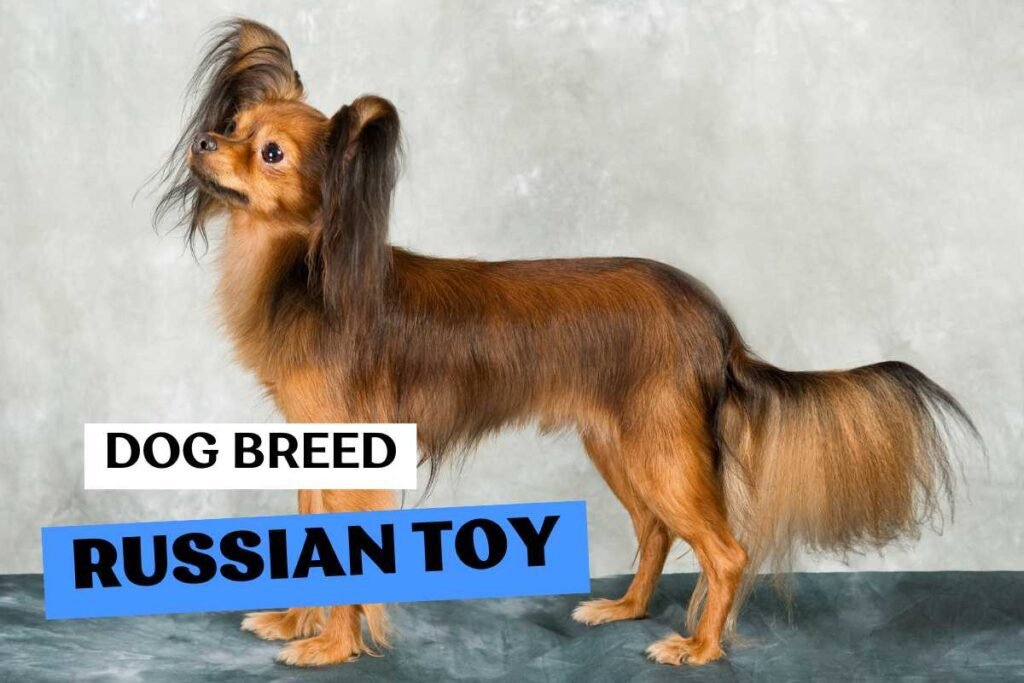 Dog Russian Toy